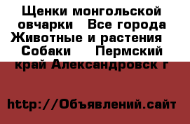 Щенки монгольской овчарки - Все города Животные и растения » Собаки   . Пермский край,Александровск г.